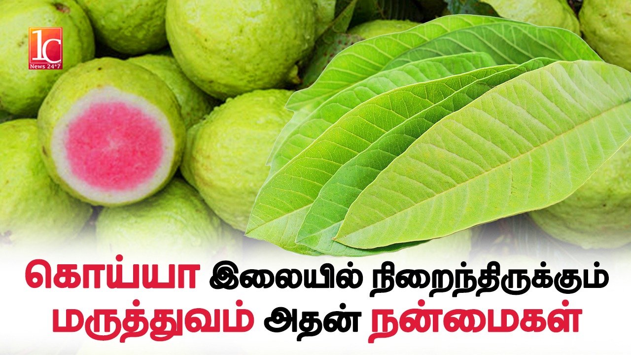 Benifits Of Guava Fruits