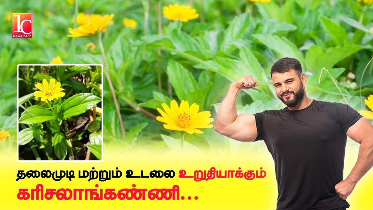 கரிசலாங்கண்ணி மகத்துவம் மற்றும் பயன்கள் | Karisalangkanni Benefits in Tamil