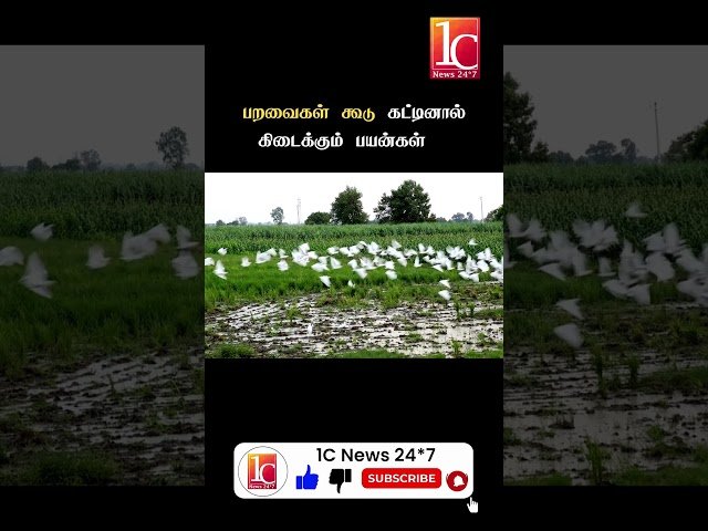 பறவைகள் கூடு கட்டினால் கிடைக்கும் பயன்கள்