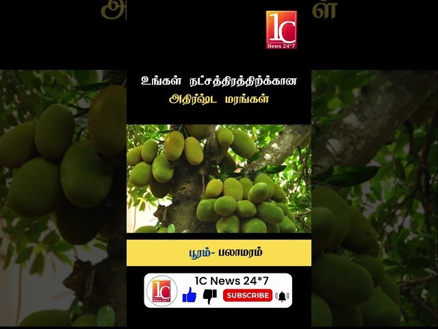 உங்கள் நட்சத்திரத்திற்க்கான அதிர்ஷ்ட மரங்கள்